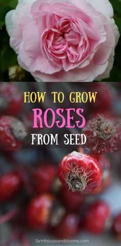 two pictures, one of red rose hips, and the other of a pink rose Rossi Yamaha, Propagating Roses, Rose Fertilizer, Spiritual Garden, Flower Seedlings