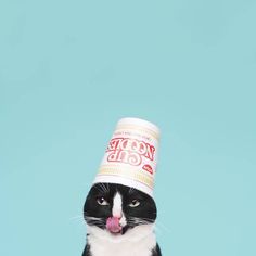 a black and white cat with a hat on its head