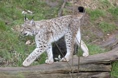 a bobcat walking on a log in the grass stock photo - image 349874