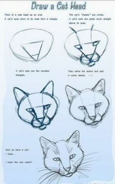 the instructions for how to draw a cat's head with different angles and sizes