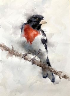 a watercolor painting of a bird sitting on a branch with red and black feathers