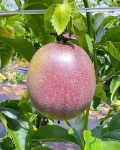 the fruit is growing on the tree outside