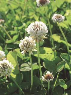 some white flowers and green leaves in the sun