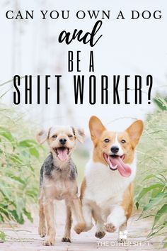 two dogs running down a path with the caption can you own a dog and be a shift worker?