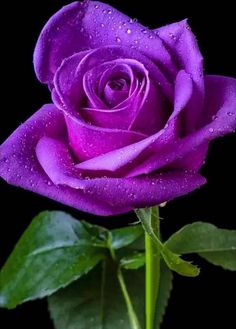 a single purple rose with water droplets on it's petals and green leaves in front of a black background