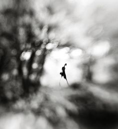 a black and white photo of a tree in the background with blurry leaves on it