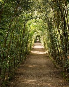 a dirt road surrounded by trees and bushes