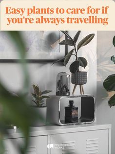 Easy plants to care for if you’re always travelling Travel Comfort, Fiddle Leaf, Fiddle Leaf Fig, Easy Plants, Low Maintenance Plants, Reality Check