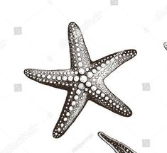 two starfishs swimming in the ocean, one is black and white with dots on it