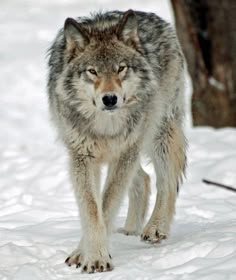 a wolf is walking through the snow near a tree