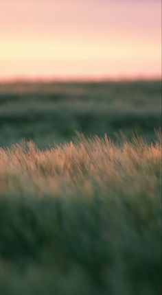 an animal standing in the middle of a grassy field at sunset or dawn with long grass blowing in the wind