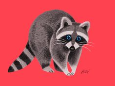 a raccoon with blue eyes on a pink background