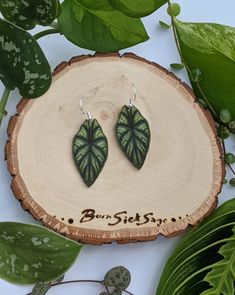 Dragon Scale Alocasia Botanical Plant Leaf Earrings >earring hooks are 925 Sterling Silver or 24k Gold Plated >Also available with clip-on adapters if you don't have your ears pierced (Just message me!) >perfect for any plant lover! *these earrings are not waterproof, please remove before bathing or swimming* Green Leaf-shaped Sterling Silver Earrings, Nature-inspired Drop Earrings With Lever Back Ear Wires, Botanical Leaf-shaped Earrings With Ear Wire, Botanical Green Jewelry With Ear Wire, Nature-inspired Hypoallergenic Leaf Earrings, Hypoallergenic Leaf-shaped Earrings, Botanical Green Drop Earrings, Green Botanical Drop Earrings, Polymer Clay Leaf Earrings