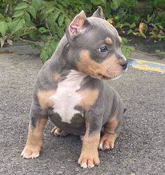 a small dog sitting on top of a cement ground next to green plants and bushes