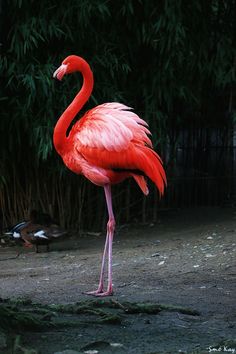 a pink flamingo standing on top of a dirt field