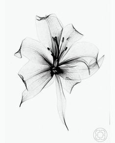 a black and white photo of a flower