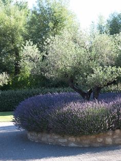 an olive tree in the middle of a garden with purple flowers and rocks around it