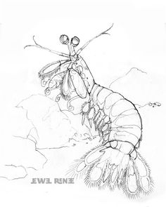 a drawing of a large insect with two legs on it's back and wings spread out