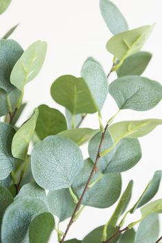 green leaves are growing on a branch in front of a white wall