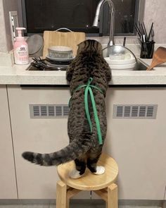 a cat standing on top of a wooden stool in front of a sink and counter