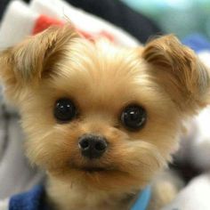 a small brown dog wearing a blue collar