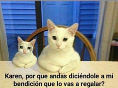 two white cats sitting next to each other on a table