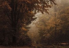 a bench sitting in the middle of a forest on a foggy day