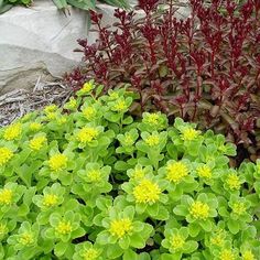 some green and yellow flowers next to each other on the ground in front of a stone wall