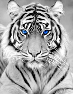 a black and white tiger with blue eyes