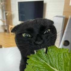 a black cat is looking at the camera while holding a green leafy plant in it's mouth