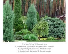 different types of trees and shrubs in a garden with numbers on the top one tree