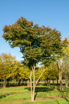 a tree in the middle of a grassy area with lots of trees on both sides