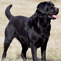 a large black dog standing on top of a dry grass field