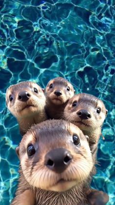 four otters in the water looking up