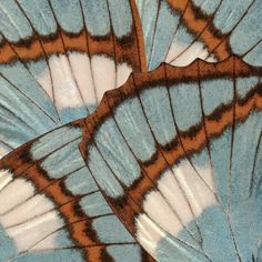 the underside of a blue and brown butterfly wing