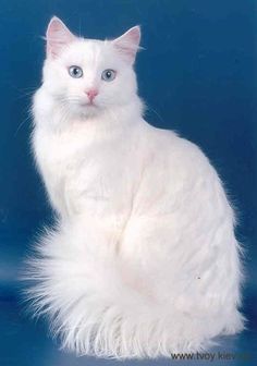 a white cat sitting on top of a blue background with the words princess written below it