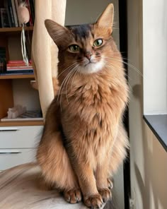 a cat sitting on top of a chair next to a window