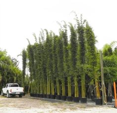 a white truck parked in front of a tall green tree lined street with potted plants