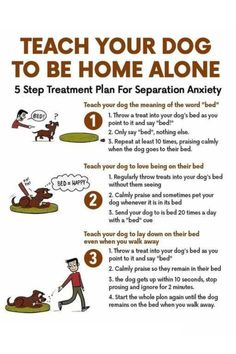 Is your furry friend struggling with separation anxiety? 🐶💔 Learn effective techniques to teach your dog to feel comfortable and safe when left home alone. Discover practical dog care tips that promote independence, reduce anxiety, and ensure a happy, well-adjusted pup! From crate training to gradual desensitization, this guide has everything you need to help your dog thrive in your absence. Say goodbye to guilty feelings and hello to peace of mind! #DogCare #SeparationAnxiety #HappyDogs #DogTraining Puppy Schedule, Puppy Training Schedule, Easiest Dogs To Train, Dog Brain, Puppy Training Tips, Train Your Dog