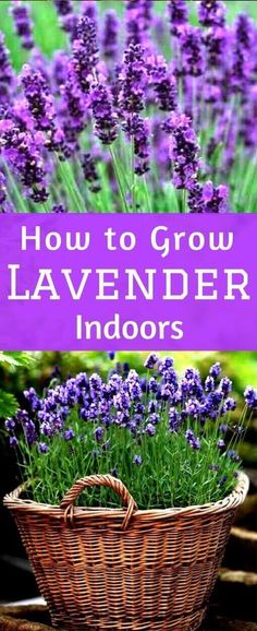 lavender plants in a basket with the words how to grow lavender indoors