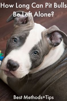 How Long Can Pit Bulls Be Left Alone Pitbulls Puppies, Pitbull Puppies Training, Pitbull Dog Quotes, How To Take Care Of Pitbulls, Pitbull Training, Been There Done That Pitbull, Cute Pitbull Puppies, Pitbull Dog Puppy