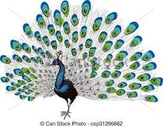 a blue and green peacock with feathers spread out on a white background stock photo image