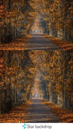 two pictures of an empty road with trees in the background and leaves on the ground