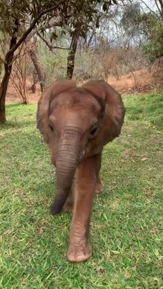 the baby elephant is walking through the grass