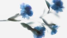 blurry photograph of blue flowers against a white background with no image to provide a caption for