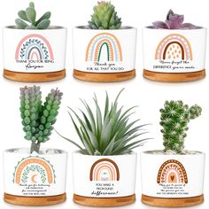 six potted plants with rainbow designs and sayings on the front, side, and back