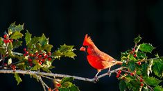 a red bird sitting on top of a tree branch with berries around its neck and the words look forward to where you want to be and spend no time complaining about where