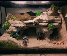 an aquarium with plants and rocks in it