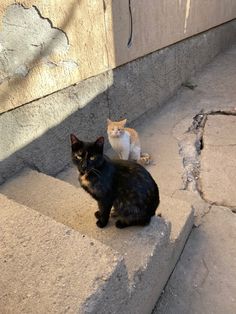 two cats sitting on concrete steps next to each other