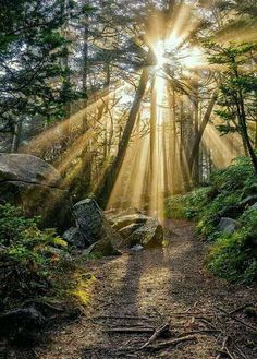 the sun shines through the trees and rocks in this forest scene, as it is surrounded